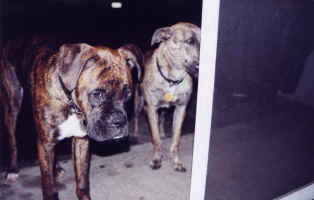 Cassius.jpg (106447 bytes)