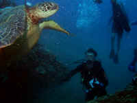 P1010060a.jpg (270348 bytes)