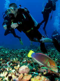 Shilohwbeautyfish.jpg (127701 bytes)