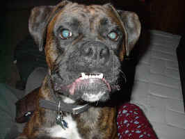 cassiousmug.jpg (54913 bytes)