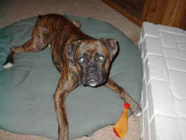 cassius2.jpg (40633 bytes)