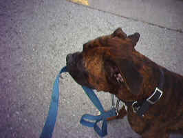 cassiusandbike4.jpg (47904 bytes)