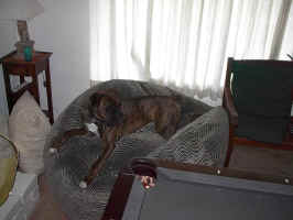 cassiusinbeanbagIM001100.JPG (374569 bytes)