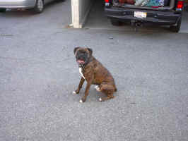 cassiussittingIM001099.JPG (369037 bytes)