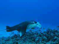 mauiray2.jpg (62075 bytes)