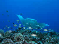 mauiray.jpg (98581 bytes)