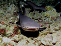 shilohsmauisharks.jpg (96413 bytes)